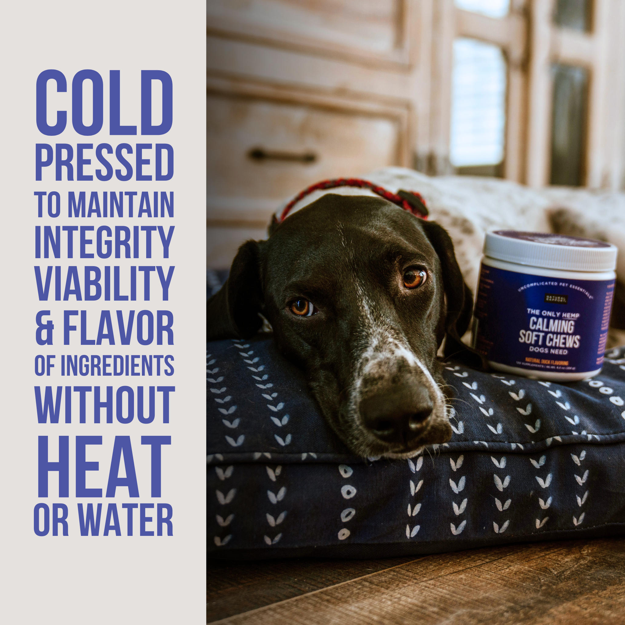 The Only Hemp Calming Soft Chews Dogs Need